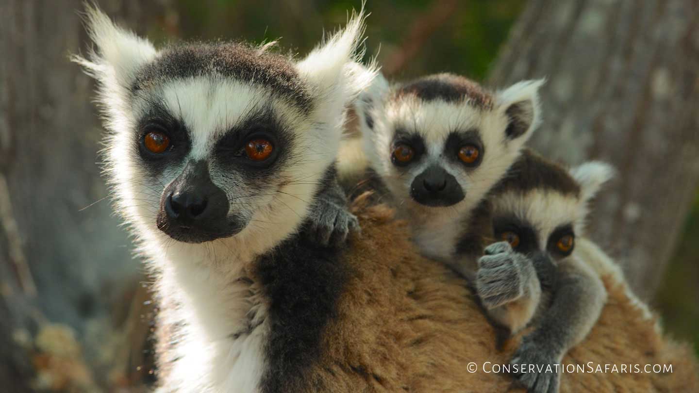 Ring-tail Lemur with babies in Anja Reserve, Madagascar